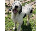 Adopt Pops a Old English Sheepdog, Bluetick Coonhound
