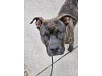 Adopt Sir a Pit Bull Terrier