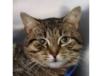 Adopt Nicholas a Tabby