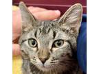 Adopt Tate a Domestic Short Hair, Tabby