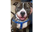 Adopt Tyson a American Staffordshire Terrier