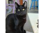 Adopt Hoagie a Domestic Short Hair