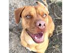Adopt Blue a Pit Bull Terrier, Labrador Retriever