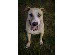Adopt Abe (amazingly optimistic and friendly!) a Mixed Breed