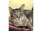 Adopt Calling Bird a Tabby, Domestic Short Hair