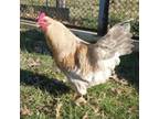 Adopt Simba a Chicken