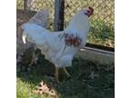 Adopt Scar a Chicken