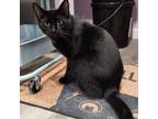 Adopt Morgan a Domestic Short Hair