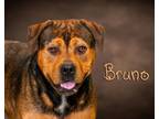 Adopt Bruno a Rottweiler, Hound