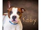Adopt Koby a Pit Bull Terrier