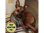 Adopt Danny - In Foster a German Shepherd Dog, Boxer