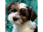 Adopt Valentino a Yorkshire Terrier