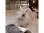 Adopt Junebug a Lionhead