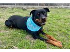 Adopt Buster a Rottweiler