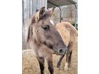 Adopt HENDERSON-ATFO TRAINING HORSE a Pony