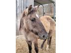 Adopt Henderson a Pony