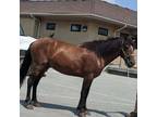 Adopt Theodore MEDICAL HOLD a Quarterhorse, Grade
