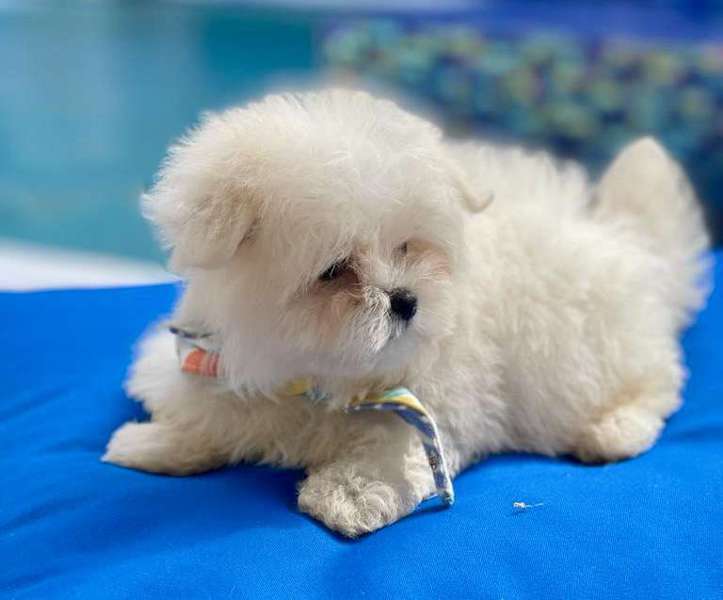 Maltipom Puppy for sale in Davie, FL, USA