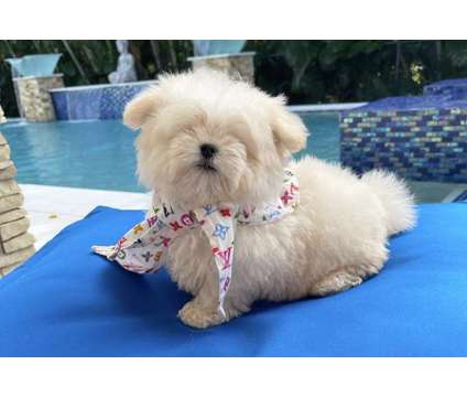 Gorgeous baby maltipom boy is a Male Maltipom Puppy For Sale in Davie FL