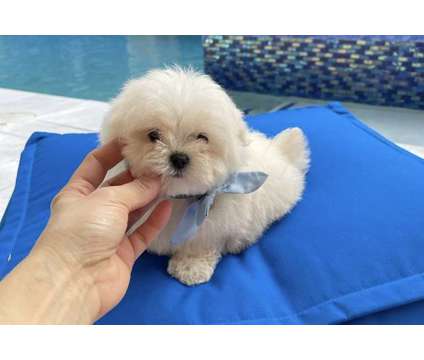 Gorgeous baby maltipom boy is a Male Maltipom Puppy For Sale in Davie FL