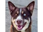 Adopt Milo - Foster or Adopt Me! a Border Collie, Husky