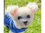 Adopt Taz a Bichon Frise