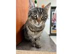 Adopt Wilson a Domestic Short Hair