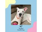 Adopt Blu a American Staffordshire Terrier, Mixed Breed