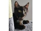 Adopt Ham a Domestic Short Hair