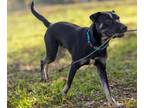 Adopt Joey a Black Mouth Cur, Terrier