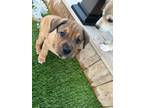 Adopt Freddy Kruger a Mixed Breed