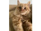 Adopt Travis Kelce a Domestic Long Hair