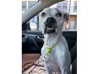 Adopt Danny a Labrador Retriever