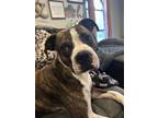 Adopt ODIE a Boxer