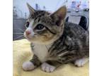 Adopt Yukon Cornelius a Domestic Short Hair