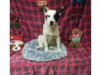 Adopt Blue 2 a Australian Cattle Dog / Blue Heeler