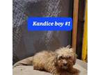 Kandice boy