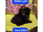 Poodle (Toy) Puppy for sale in Purvis, MS, USA