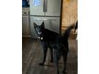 Adopt Ash a German Shepherd Dog