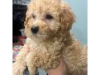 Golden doodle micros