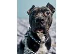 Adopt Eight a Pit Bull Terrier