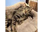 Adopt Atticus a Domestic Short Hair