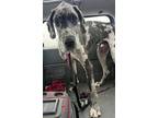 Adopt MAVERICK a Great Dane