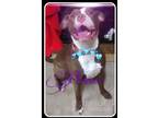 Adopt Prince - LOWELL, IN a Staffordshire Bull Terrier