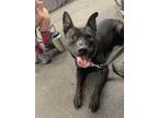 Adopt Wednesday - LOWELL, IN a Cattle Dog, Shepherd