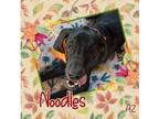 Adopt Noodles a Great Dane