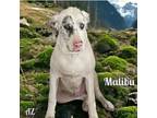 Adopt Malibu a Great Dane