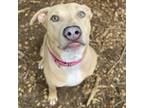 Adopt Sonny a Mixed Breed