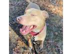 Adopt Sonny a Mixed Breed