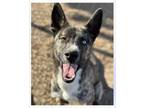 Adopt BENTLEY a Dutch Shepherd, Australian Cattle Dog / Blue Heeler